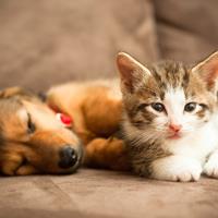 Forsikring av hund og katt